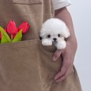 타이니켄넬 이미지