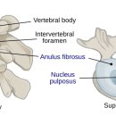 팔머메디스포츠 이미지