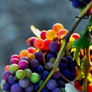 센텀동물메디컬센터 이미지