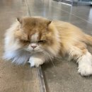 고양이카페38.5 | [별내] 고양이 매력에 빠지는 ‘고양이카페38.5’ 내돈내산 후기(feat. 별내 고양이 카페)