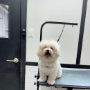 체인지펫샵 이미지