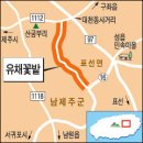 제주 유채꽃 길 따라가면 어느새 바닷가 이미지