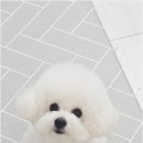 까미랑몽이