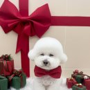 디어마이몽 이미지