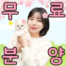 샵펫강아지분양
