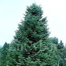 늘 푸른 나무 이미지