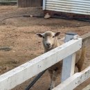 오케이팜 | 남자친구와 떠나는 당일치기 여행 | 거창 감악산 아스타 국화 축제, 이수미팜베리 치즈돈까스