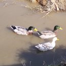 청화오리 이미지