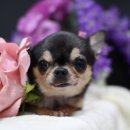 견사무소 호텔 유치원 이미지