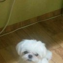 까까몽 애견미용실 이미지