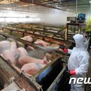 김대홍축산 이미지