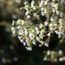 곰배령 쥐와 돼지 이미지