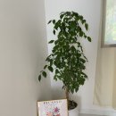 파파야 펜션 이미지