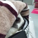 원효동물병원 이미지