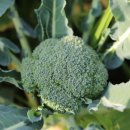 Wellness Gym 이미지