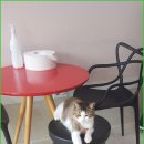 꼬리치랑개 이미지