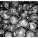 영신농장 이미지