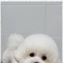 멍멍친구 애견샵 이미지