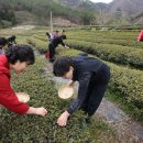 보성녹차닷컴 이미지