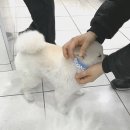 BOB 애견용품 아울렛 이미지