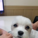 진동물병원 이미지