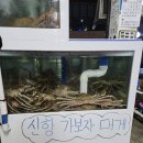 신항가보자대게