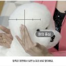오드리 이미지