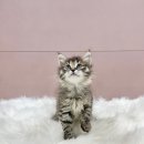 올데이펫 이미지