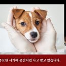 못된강아지 이미지
