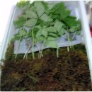 누부야식당 | [스크랩] 제 52차 속리산 정기산행 후기