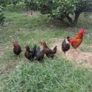 원 농장 이미지