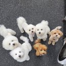 바른반려견센터 이미지