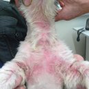 북광주동물약국 이미지