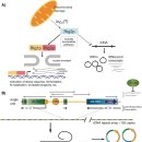Re:A positive role for yeast extrachromosomal rDNA circles? 이미지
