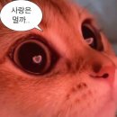 9박 10일] 시드니 3일차_내돈내산 블루마운틴 당일투어 후기 (페더데일 동물원), 시드니 가성비 숙소...