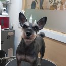 강아지song 이미지