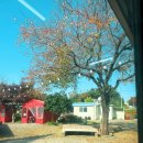 고방골오리 이미지