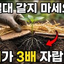 아미쉬는 왜 흙을 안 뒤집을까? 가뭄에도 폭발하는 수확의 비밀 이미지