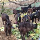 동규목장 이미지