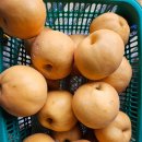 성환배 특품/가정용/파지배 다양히 판매합니다 이미지