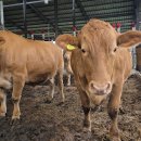 황토생고기집 이미지