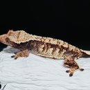 라이언렙타일