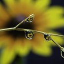 101마리 애견 이미지