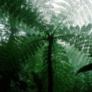 우림(아) 이미지