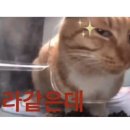 캣인큐브 이미지