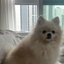 코코바리 이미지