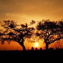 고목나무 이미지