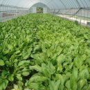 질경이농장 이미지