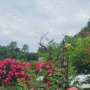 과채원