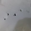 랭스